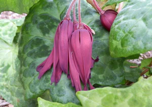 Podophyllum 'Spotty Dotty'