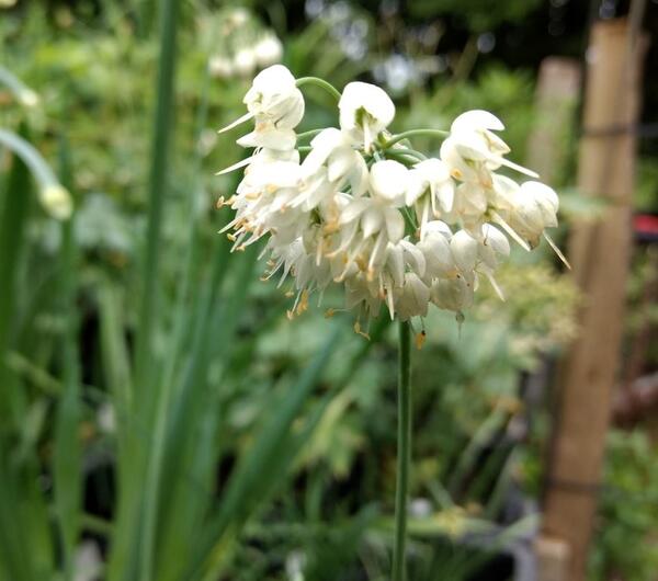 Allium cernuum 'White Master'