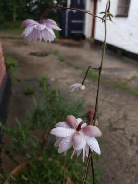 Anemonopsis macrophylla Flore Pleno
