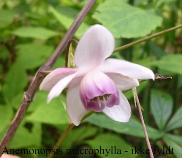 Anemonopsis macrophylla