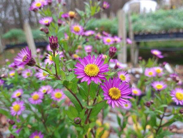 Aster ageratoides Ezo Murasaki - foto d.15. november