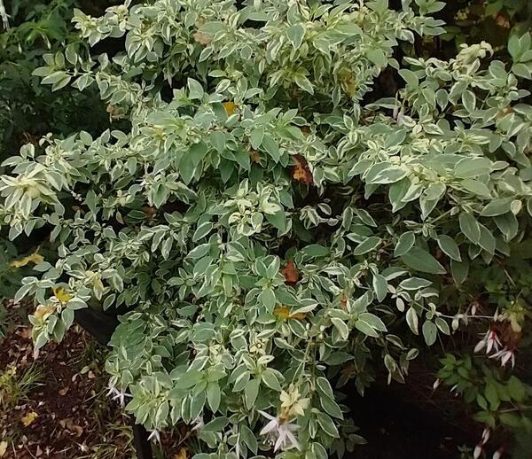Fuchsia magellanica var. molinae ‘Sharpitor'