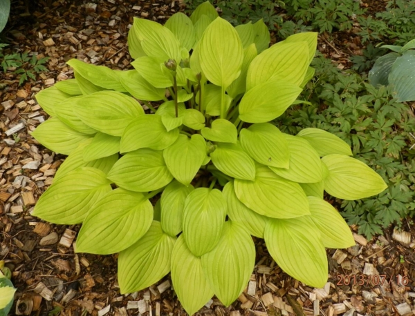 Hosta 'Blackfoot'