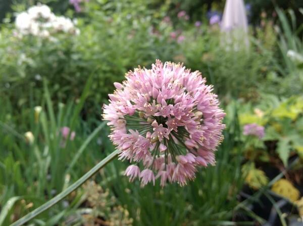 Allium nutans 'Esmee'