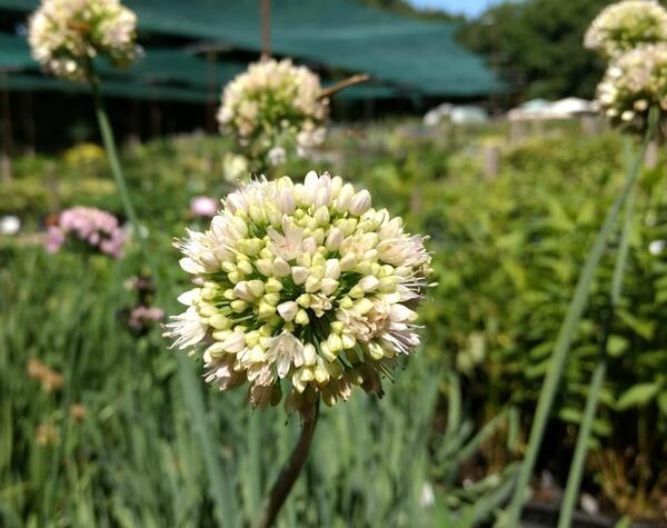 Allium nutans 'Isabelle'
