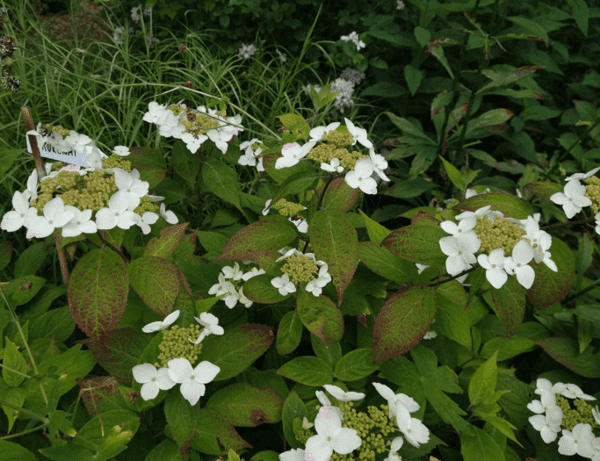 Hydrangea serrata 'Kurenai'