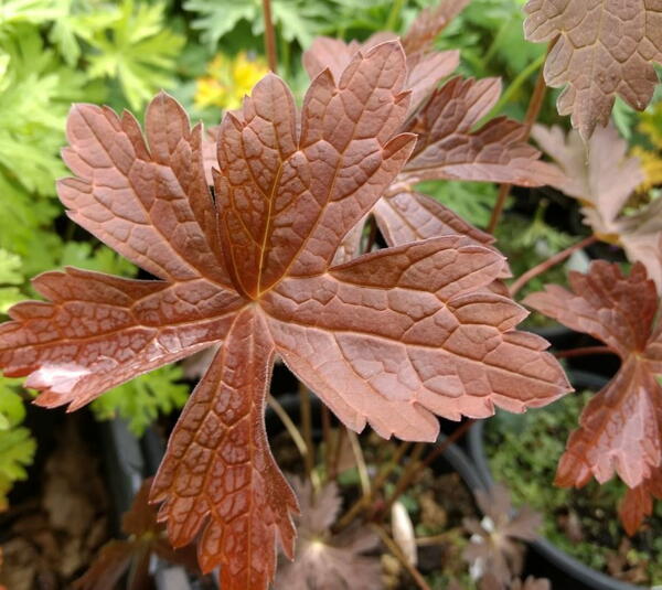 Geranium maculatum 'Schokoprinz'