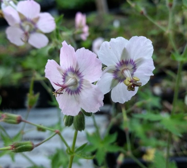 Geranium phaeum 'Wendys Blush'