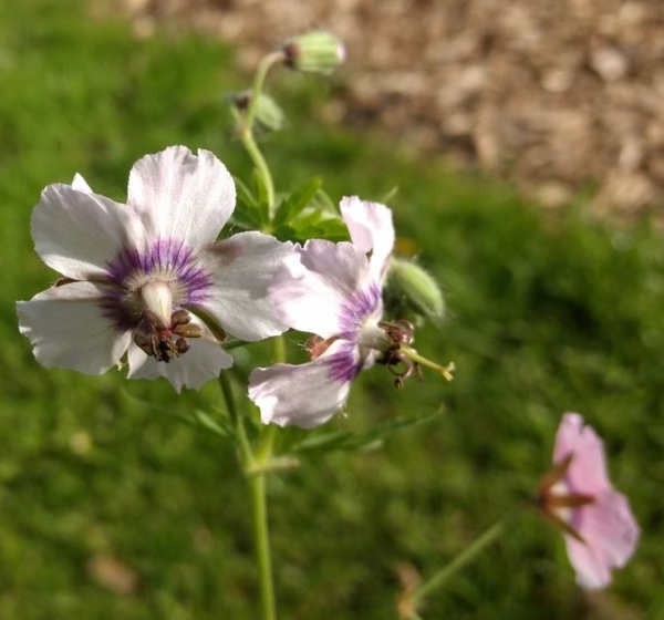 Geranium phaeum 'Wendys Blush'