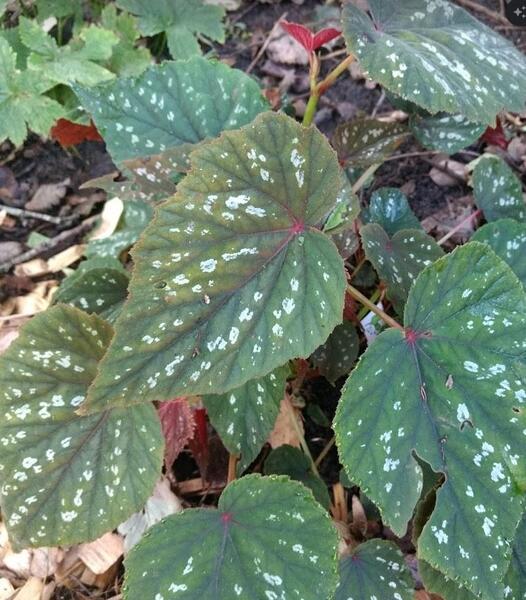 Begonia grandis 'Sparkle and Shine'