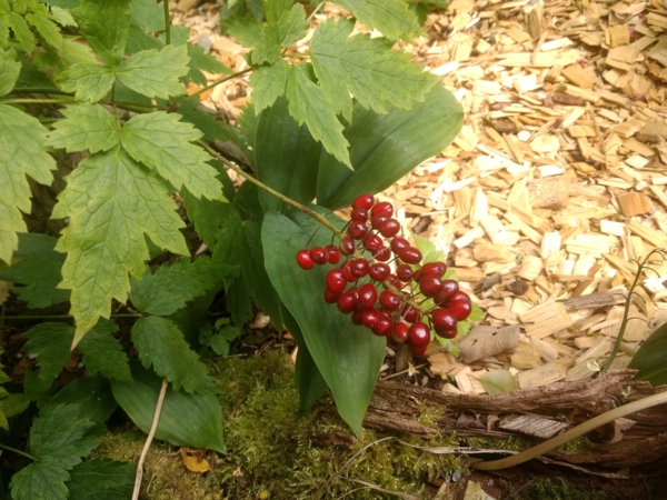 Actaea rubra