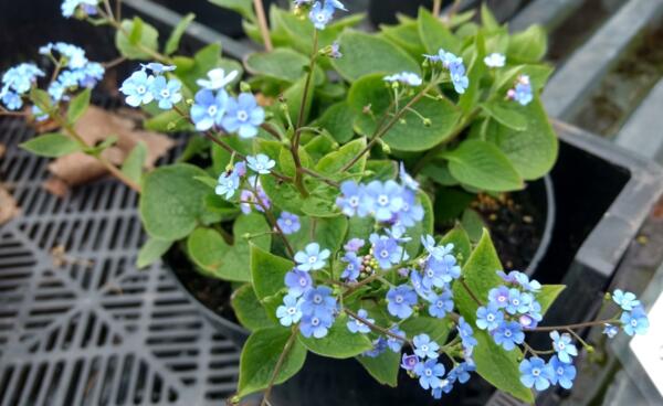 Brunnera macrophylla 'Caucasian Carpet'
