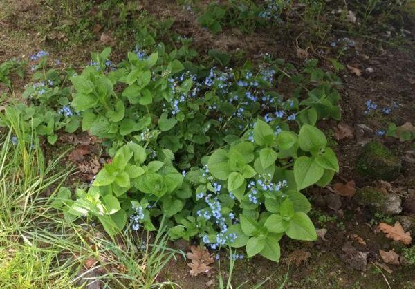 Brunnera macrophylla 'Caucasian Carpet'