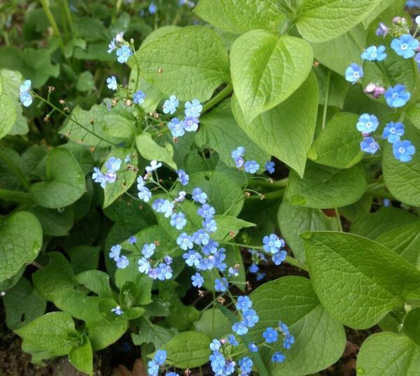 Brunnera macrophylla 'Caucasian Carpet'