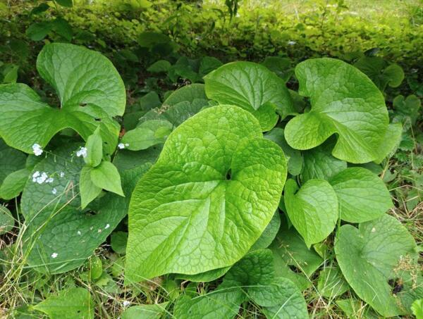 Brunnera macrophylla 'Caucasian Carpet'