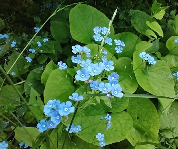 Brunnera macrophylla 'Caucasian Carpet'