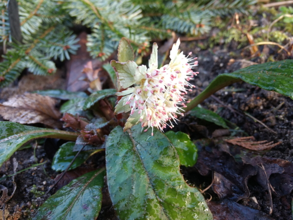 Chrysosplenium macrophyllum