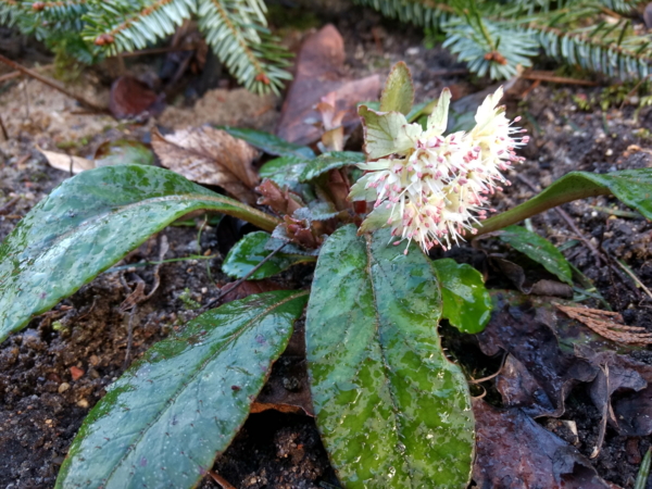 Chrysosplenium macrophyllum