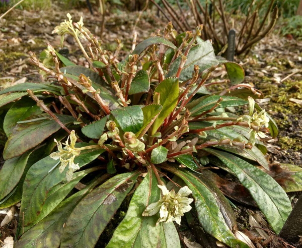 Chrysosplenium macrophyllum