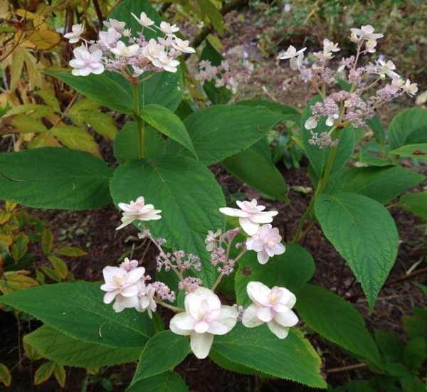 Hydrangea involucrata 'Yoraku'