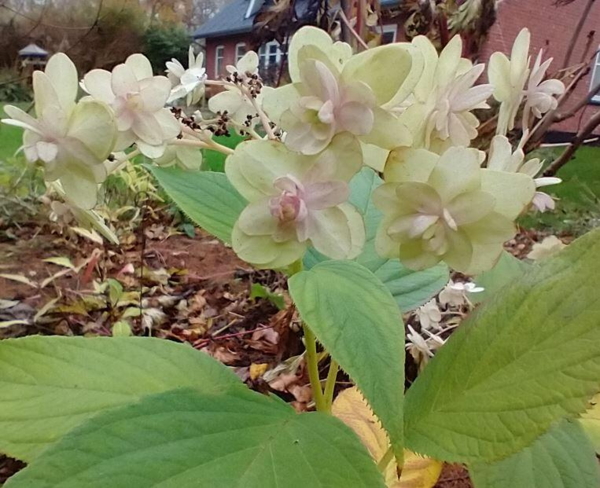 Hydrangea involucrata 'Yoraku'