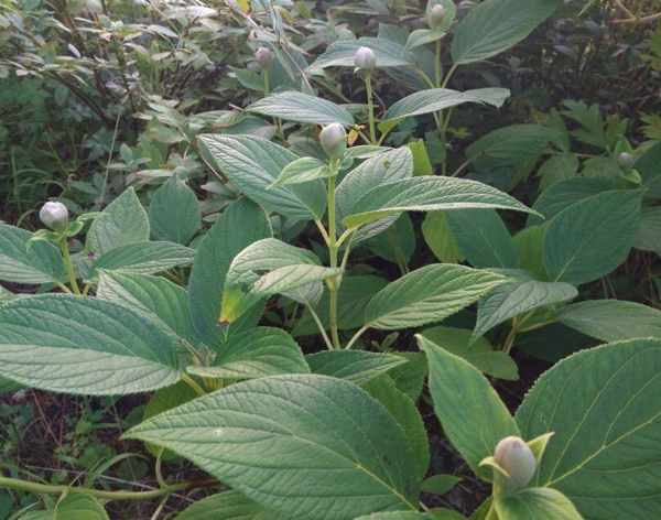 Hydrangea involucrata 'Yoraku'