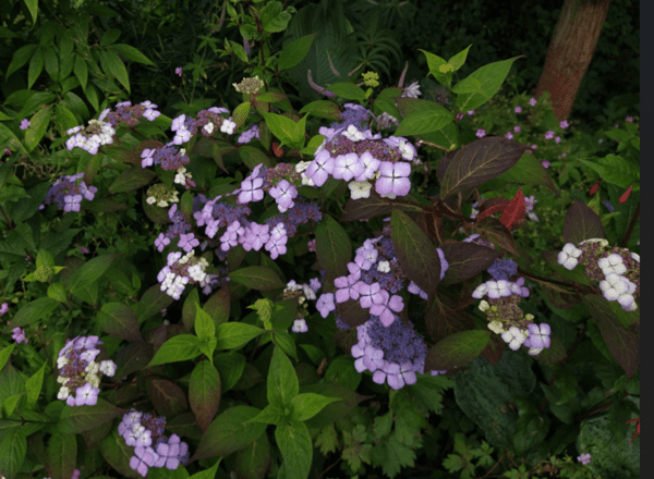 Hydrangea serrata 'Aka Tsanayama'