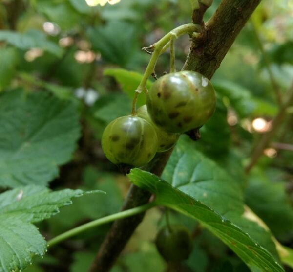 Ribes nigrum Vertii