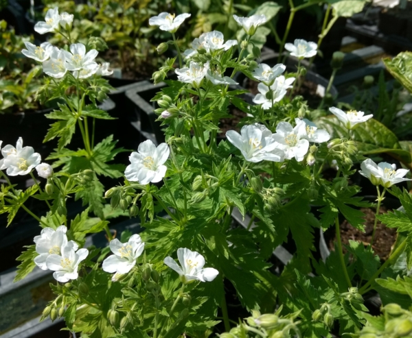 Geranium Mary Mottram