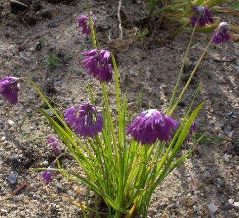 Allium cyathophorum