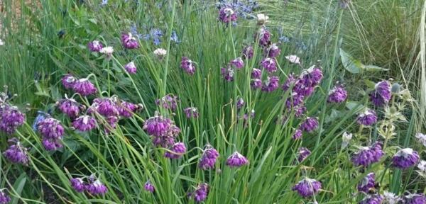 Allium cyathophorum