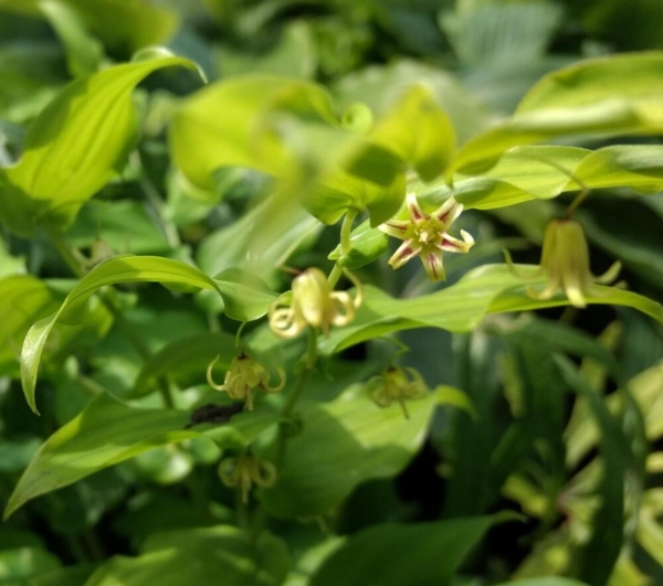 Streptopus amplexifolius
