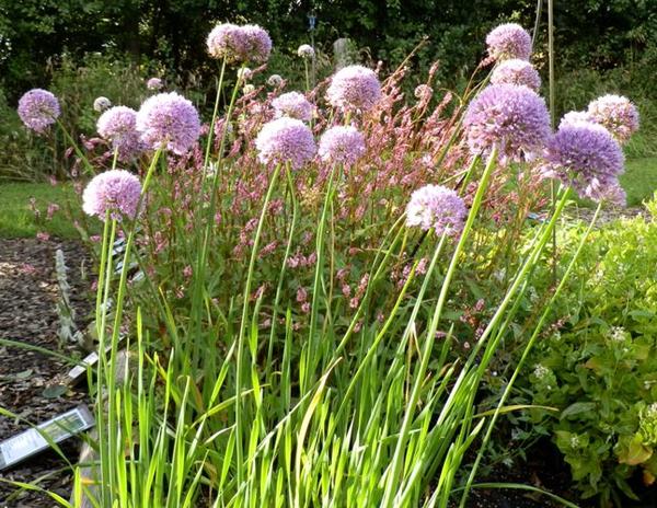 Allium senescens select