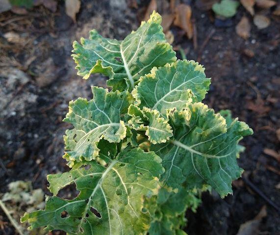 Brassica oleracea Variegata