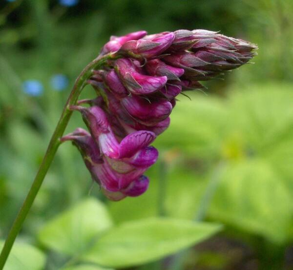 Lathyrus venetus