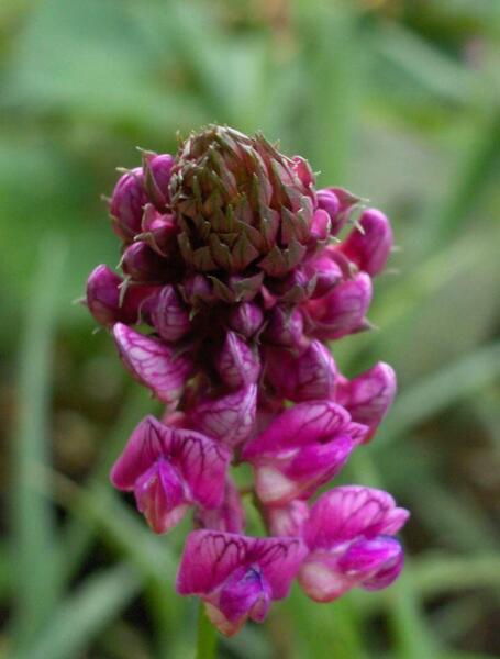 Lathyrus venetus