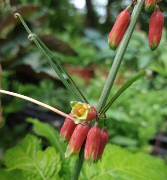 Polygonatum kingianum