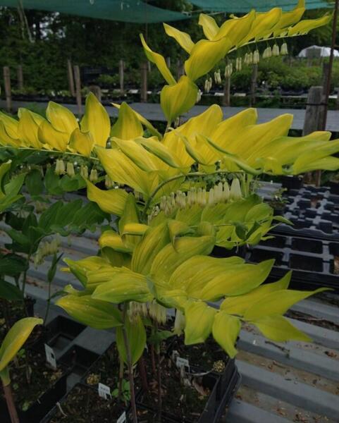 Polygonatum 'Golden Gift