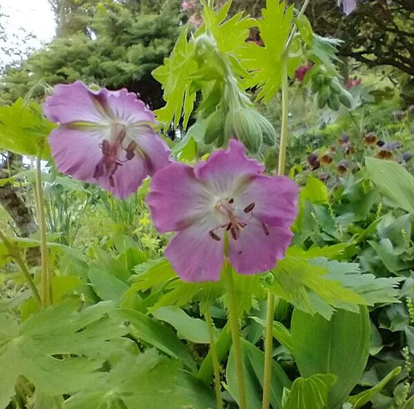 Geranium phaeum 'Mottisfont Rose'