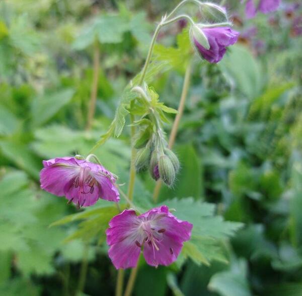 Geranium phaeum 'Mottisfont Rose'