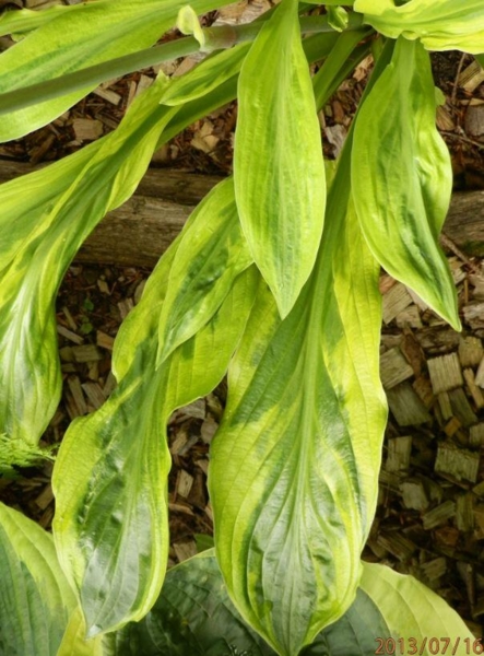 Hosta 'Foxfire Palm Sunday'