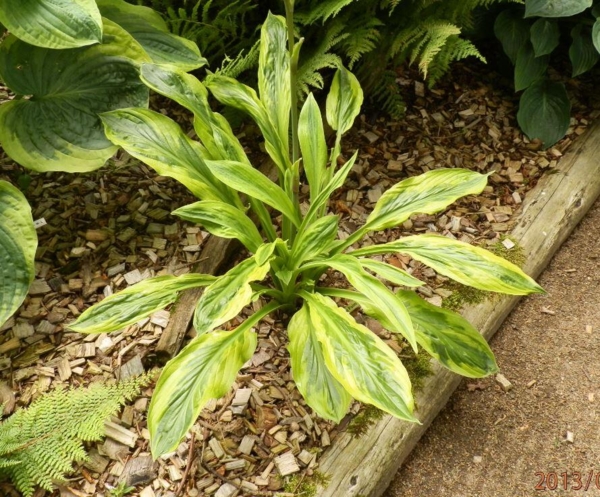 Hosta 'Foxfire Palm Sunday'