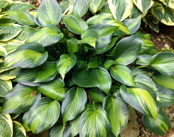 Hosta 'Justine'