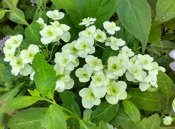 Hydrangea serrata 'Fuji no Taki'