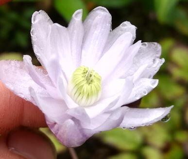 Anemonopsis macrophylla Flore Pleno