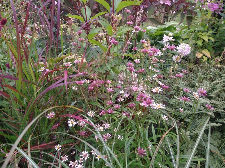 Aster rugulosus Asrugo