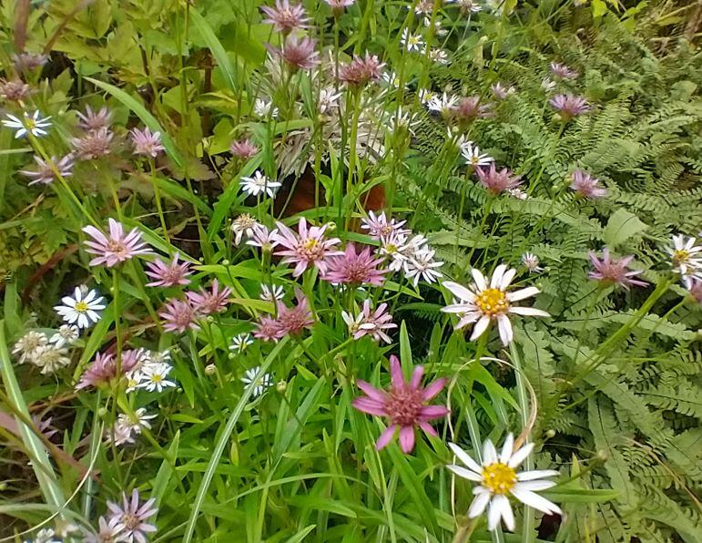 Aster rugulosus Asrugo