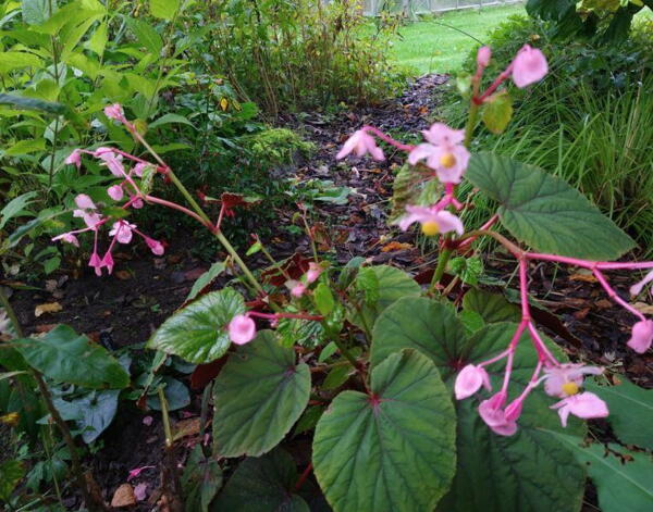 Begonia grandis var evansiana Claret Jug