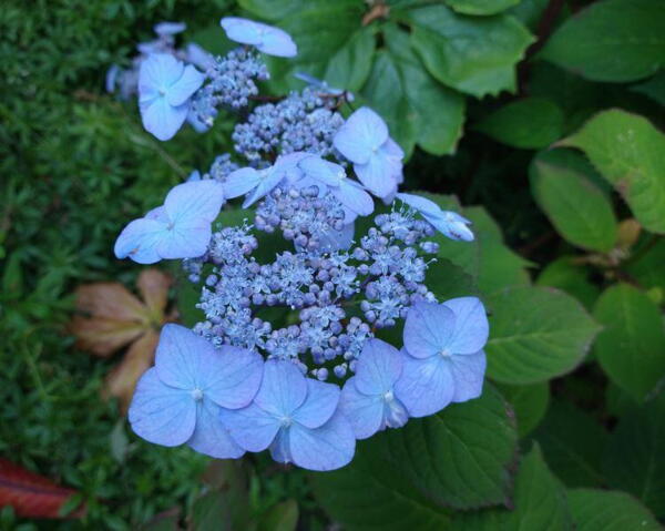 Hydrangea serrata Blue Carbouncle