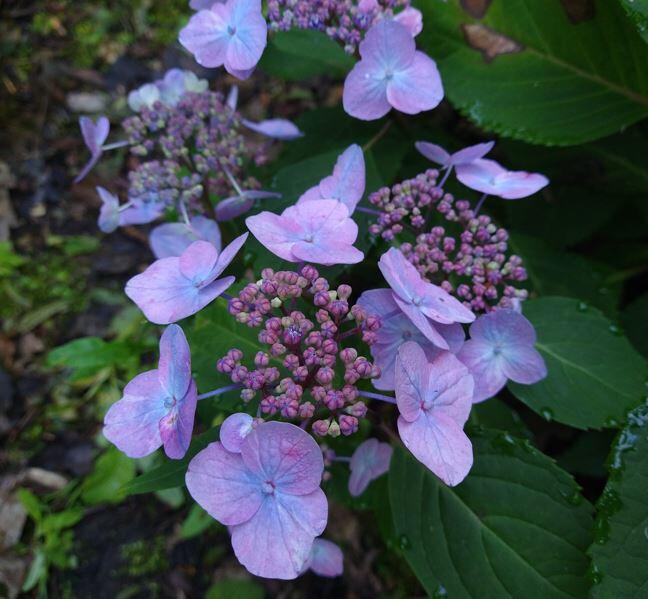 Hydrangea serrata 'Juni'